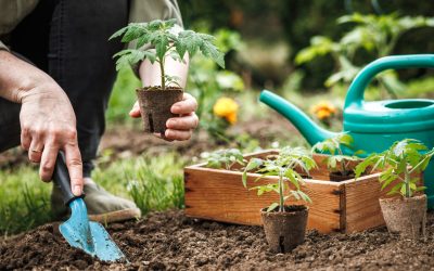 Quick Tips To Get Your Summer Garden Blooming